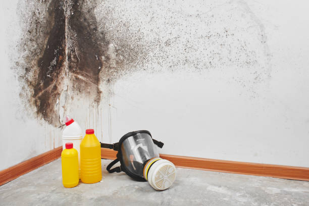 Best Commercial Mold Removal  in Springs, NY