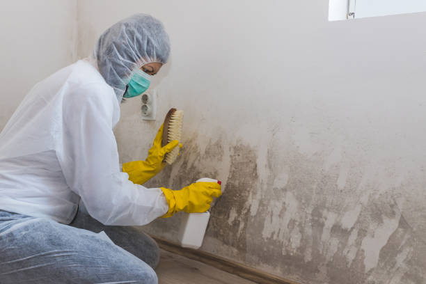 Best Mold Damage Repair  in Springs, NY