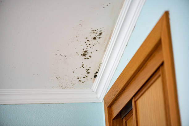 Best Local Mold Removal Service  in Springs, NY