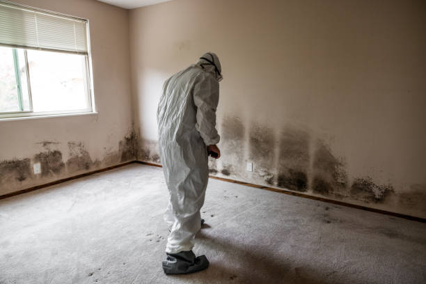 Best Black Mold Removal  in Springs, NY