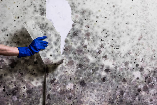 Attic Mold Removal in Springs, NY